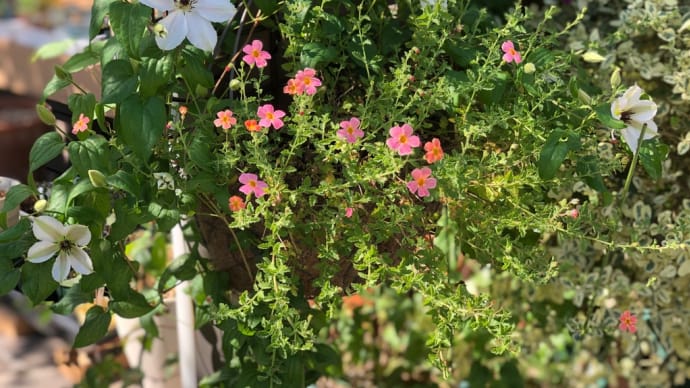 クレマチス ミクラ &紫の実がなる植物
