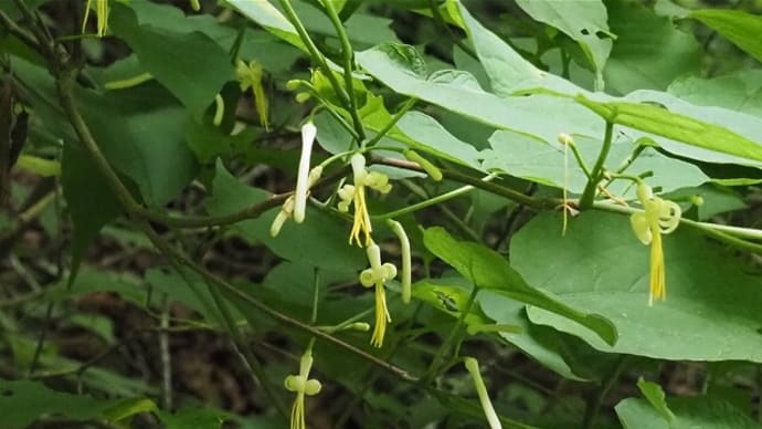 キクガラクサ・ウリノキの花など