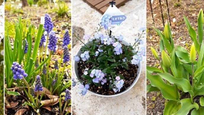 ユキヤナギやムスカリなど春の花が庭のあちこちで咲き始めたとです(*‘ω‘ *)