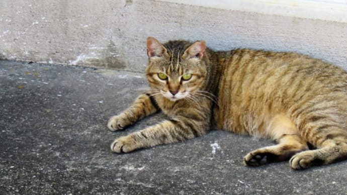 散歩で猫 #80