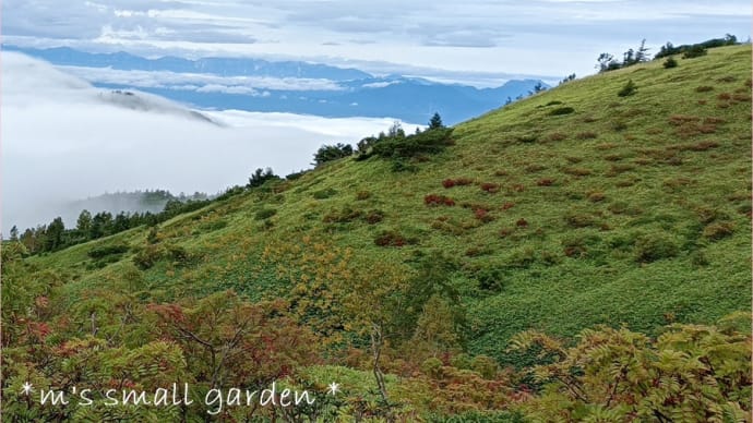 いつだって期待を裏切らない💛シガフジアザミと山の景色
