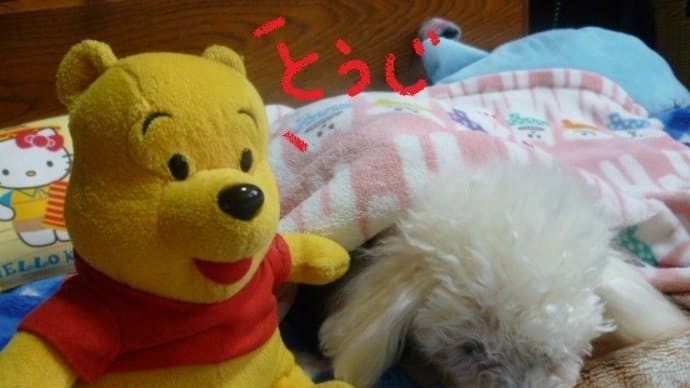 2020年 冬至…老犬ラスさんにフードあげてみた (^▽^)/