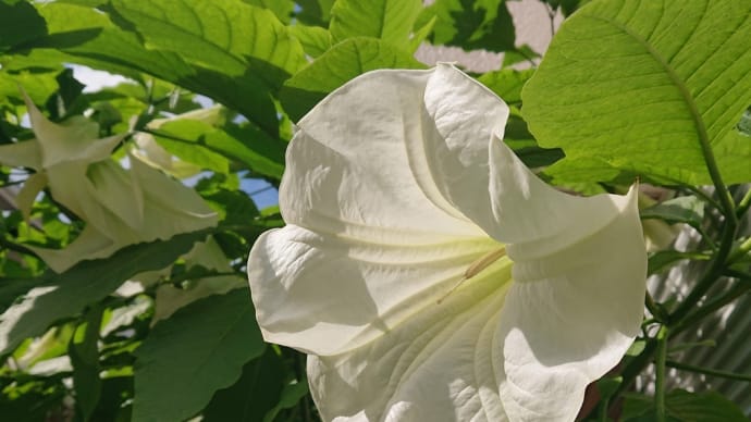 エンゼルストランペット🌿