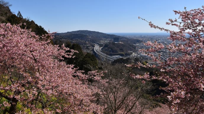 菜花・さくら狩り 神奈川県足柄上郡松田町 あぐりパーク嵯峨山苑第16回菜花まつり(4)富士山と河津桜