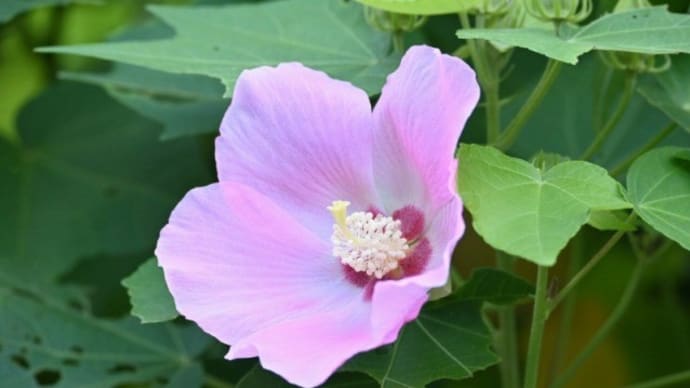 フヨウ(芙蓉)