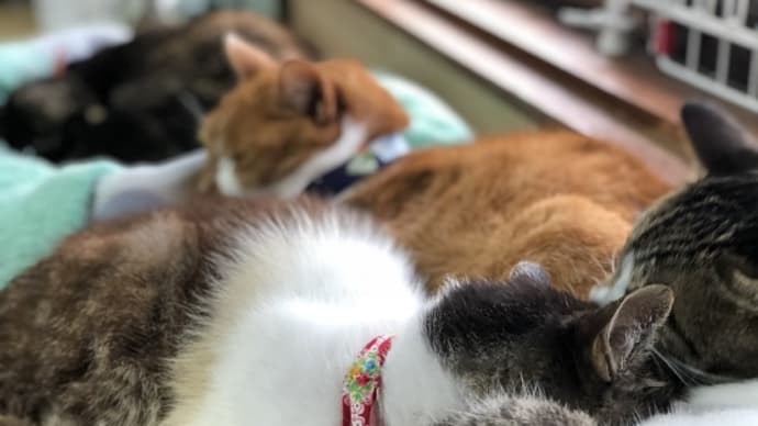 寒い時は猫団子♪