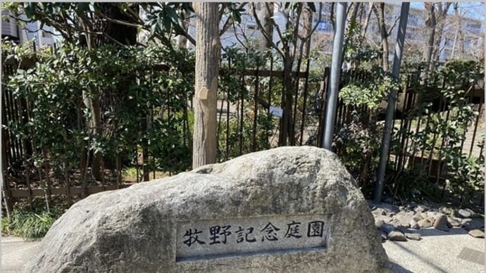 牧野記念庭園(すえこざさ)