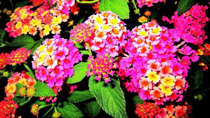 🐉🌈洗足流れに咲く【🌺ランタナ🌺】光景❢❢