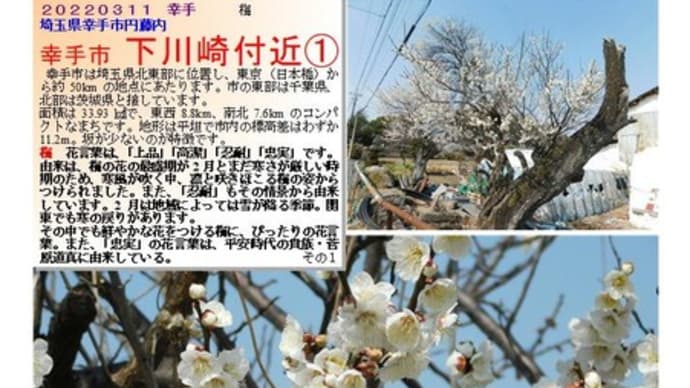 花巡り「梅-312」幸手市 下川崎付近①②③④