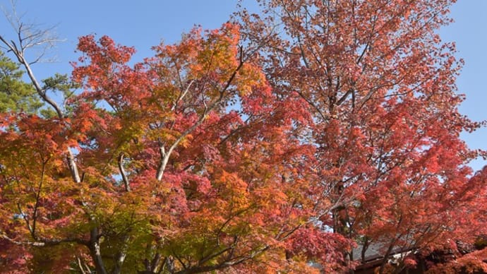 浜北森林公園の紅葉