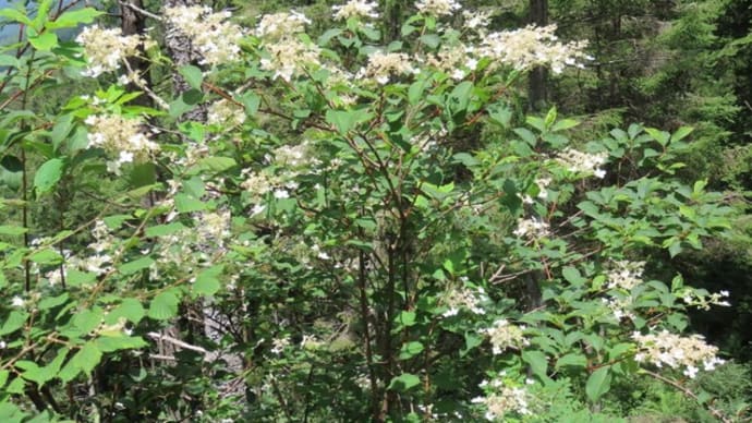 高ボッチ高原・鉢伏山の植物 ノリウツギ(糊空木)