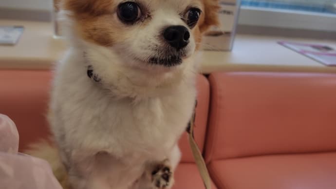 蓮ちゃん、動物病院にいく
