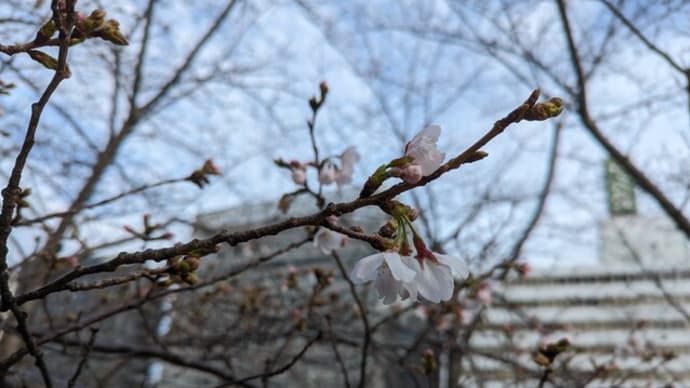 桜　ぽつぽつ咲き