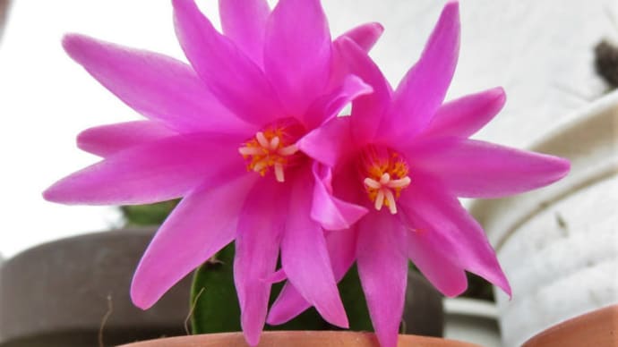 サボテンの花 #3