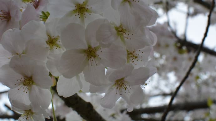 花咲く４月・・・♪