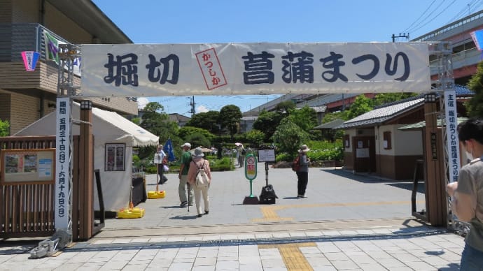 花菖蒲(はなしょうぶ)が見頃(6月初旬~中旬)を迎えています!楽しみです。