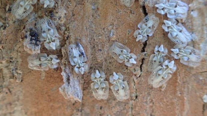 プラタナスグンバイの集団越冬を確認