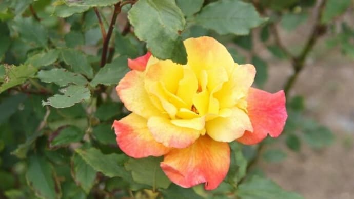 茨城県立植物園「ばら」-2(2022年))