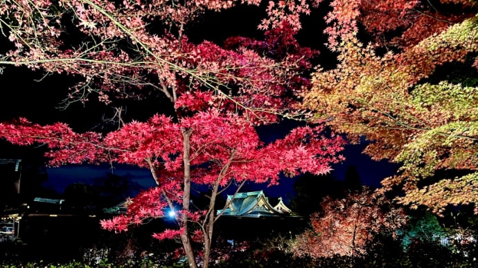 これは素晴らしい、もみじまつりライトアップの幻想的風景