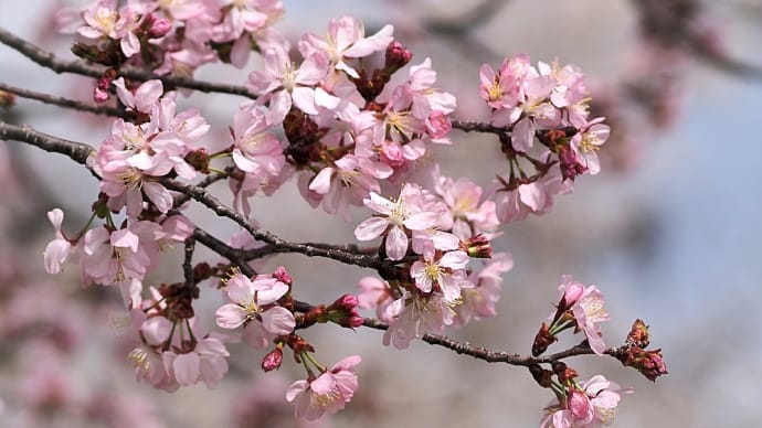 ★里山の春🌸(4)2024