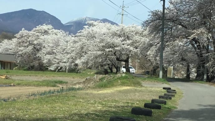 お花見ドライブ🌸