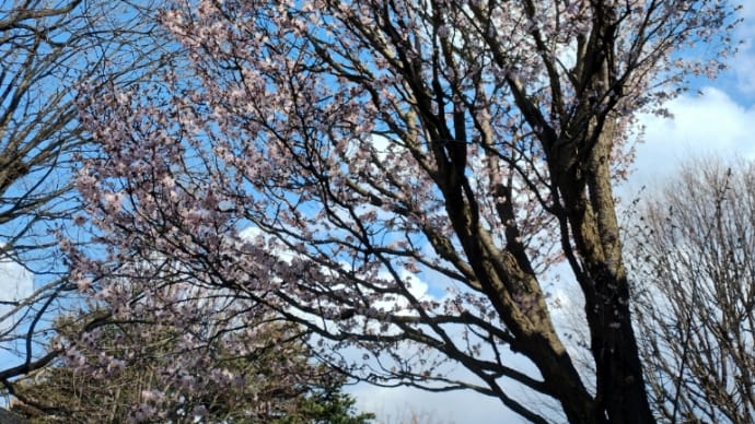 札幌でも 桜開花🌸