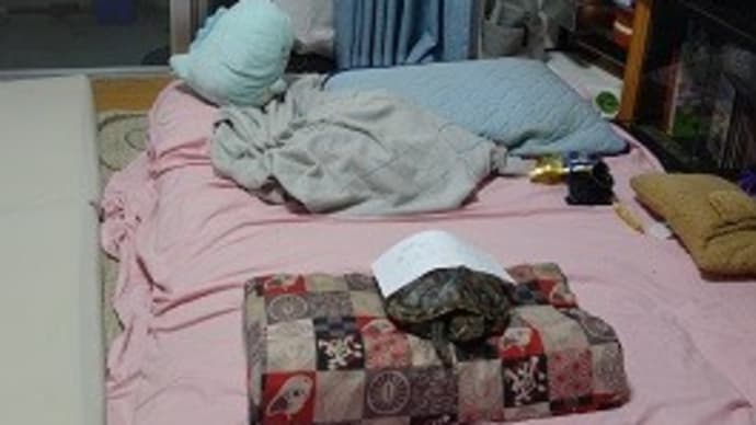 カメ、省エネモード