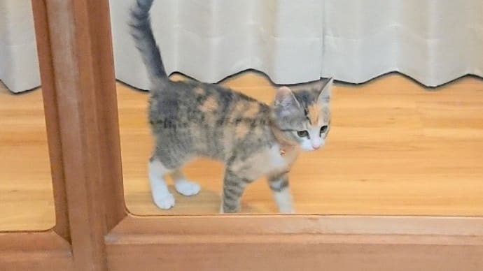 ひな、正式譲渡になりました