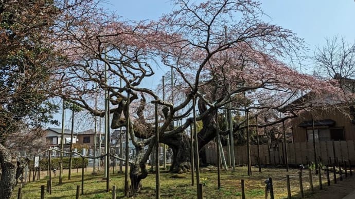般若院 の樹齢約500年の枝垂れ桜