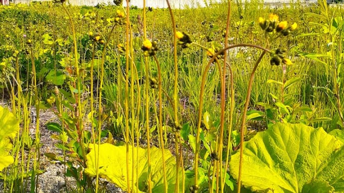 お花で一休み(177)北海道倶知安町で発見された花