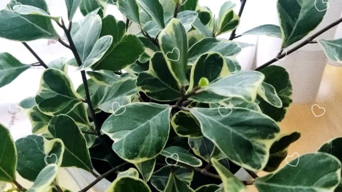植物をお迎えしました