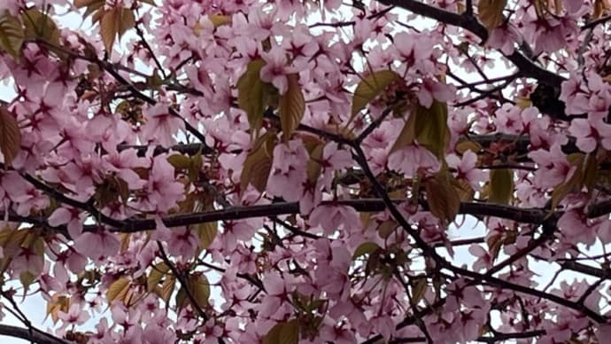 多分、今年最後の桜