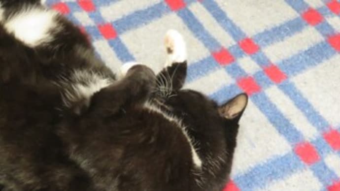 猫飼いの猫除け