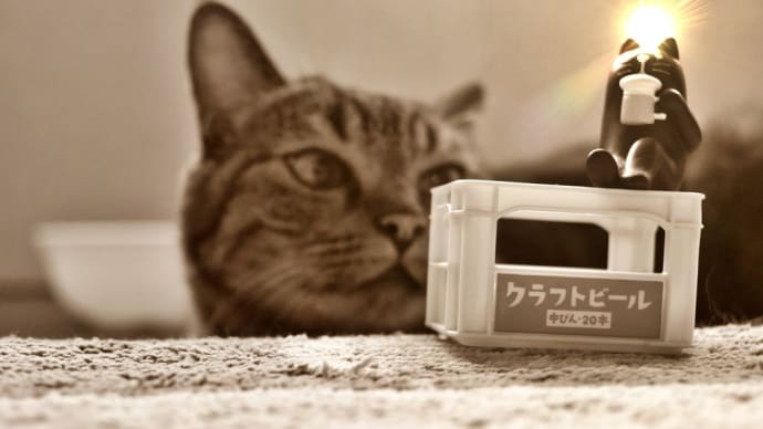 我が家の愛猫 茶々