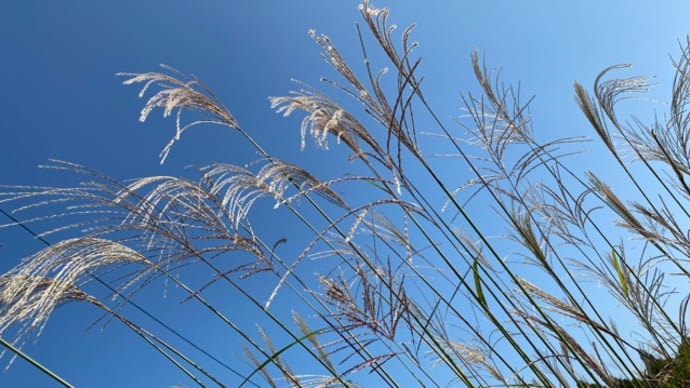 刈りならし🌱