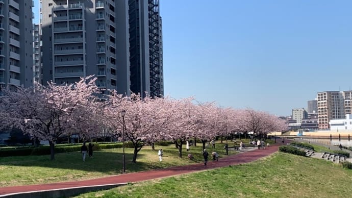 桜を観てきました〜！