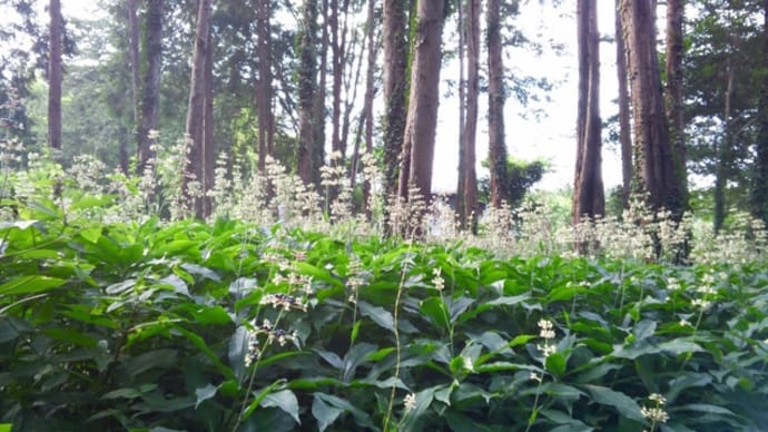 泉の森公園の花を散策後編2020/8/9現在
