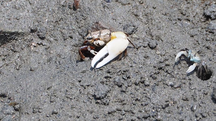 6月29日の鳥撮り散歩・・・