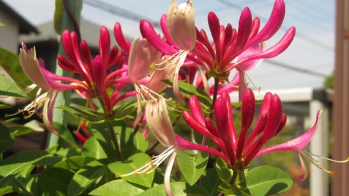 近所の花 6月上旬①