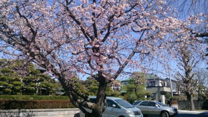 桜、さくら。