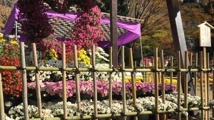 11月22日　岐阜公園の菊人形と菊花展とナナ！🌼🐕