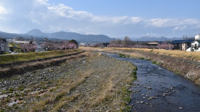 春めき桜狩り 神奈川県南足柄市狩川大泉河原橋より神崎橋 春木径:春めき桜まつり(3)神崎橋から上流側