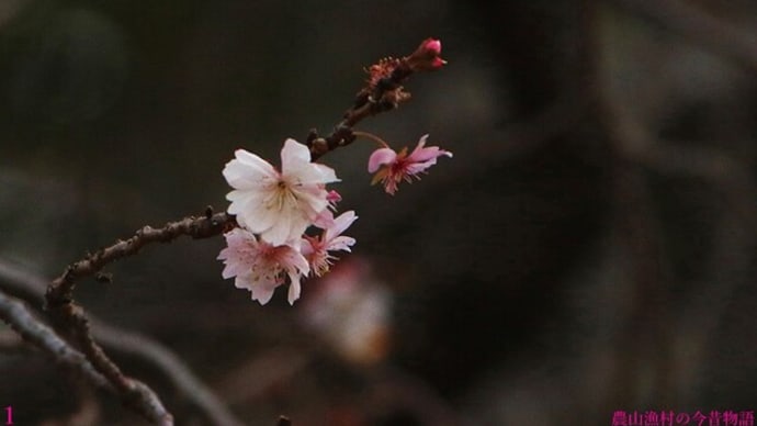 桜咲く 上野恩賜公園