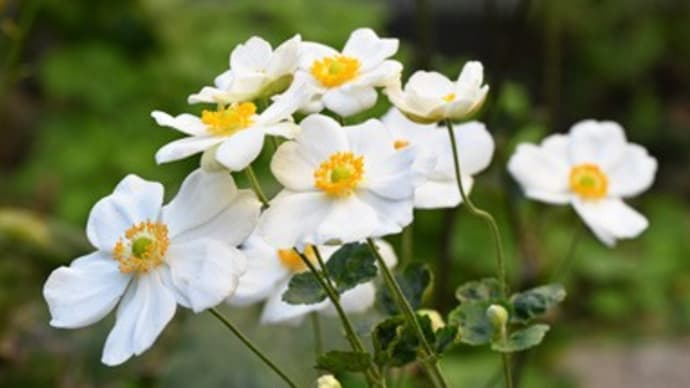 またしても白花秋明菊