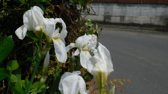 フラワーラッシュ　その3　白い花たち