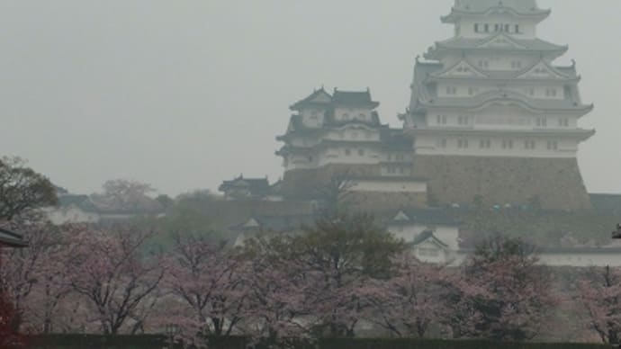 今日の姫路城 (2015.4.1)と 桜