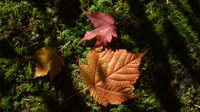 通仙峡の紅葉