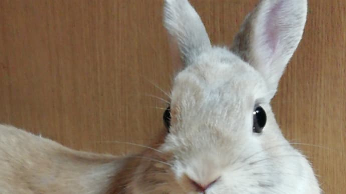 うさぎ学長!わちゃまる君!(その110)アクティブ、わちゃまる君