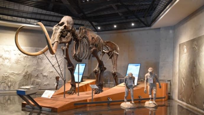 岩宿博物館 マンモスの骨格全身があります 12