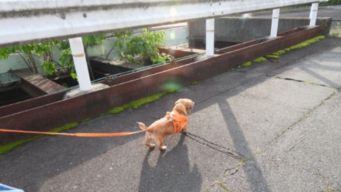 病院と散歩